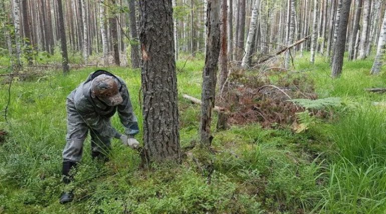 Лесопатологическое обследование и борьба с нашествием вредителей